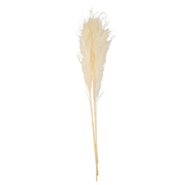 PAMPAS ΕΚΡΟΥ 80 CM   3 ΤΜΧ   Beauty Home