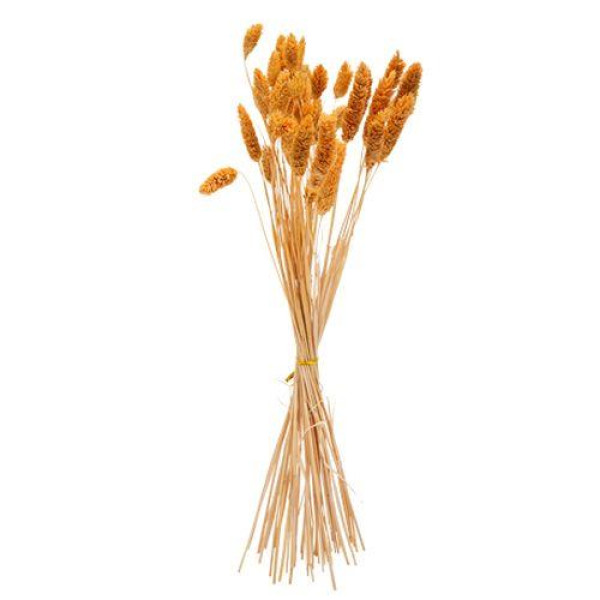 ΜΠΟΥΚΕΤΟ Phalaris ΜΟΥΣΤΑΡΔΙ 60cm – 50 ΤΜΧ   Beauty Home