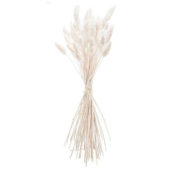 Beauty Home ΜΠΟΥΚΕΤΟ  Phalaris ΦΥΣΙΚΗ  60cm – 50 ΤΜΧ